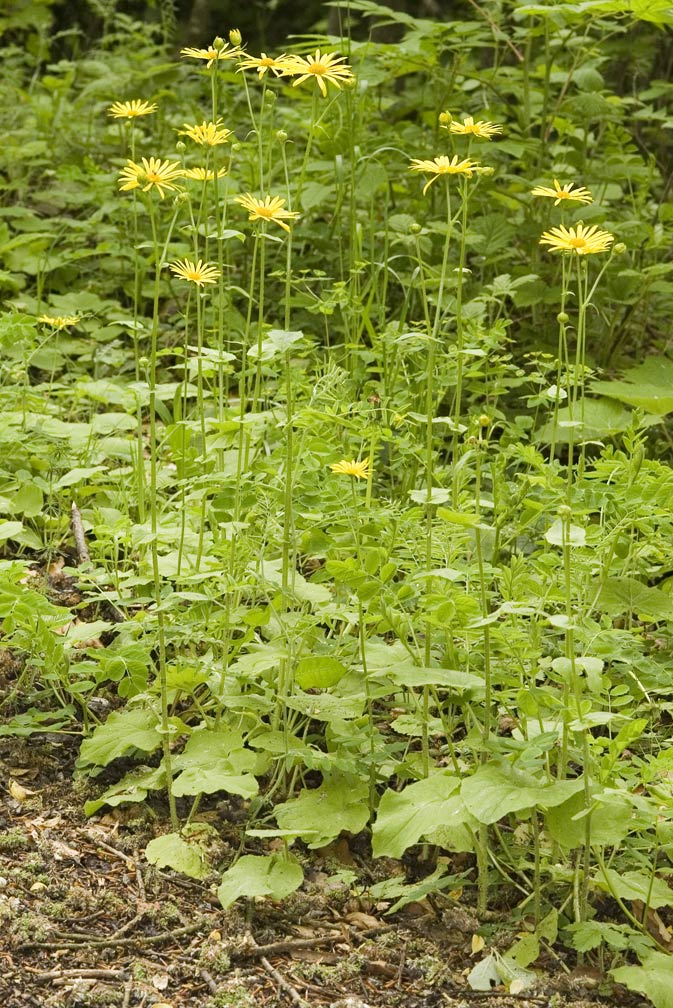 Doronicum austriacum ?